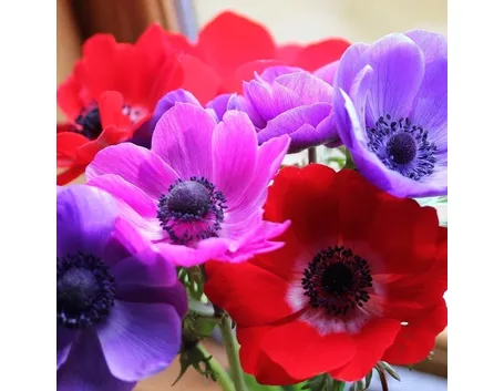 anemoni rossi