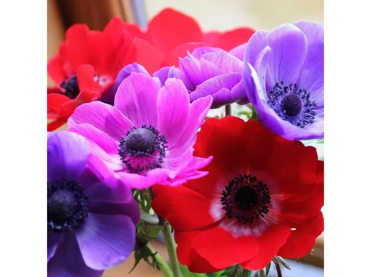 anemoni rossi