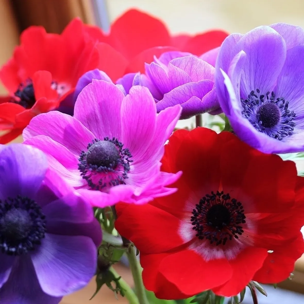 anemoni rossi