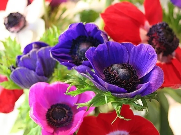 anemoni