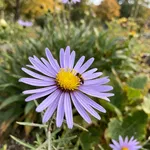 Perché gli aster autunnali fioriscono proprio ora