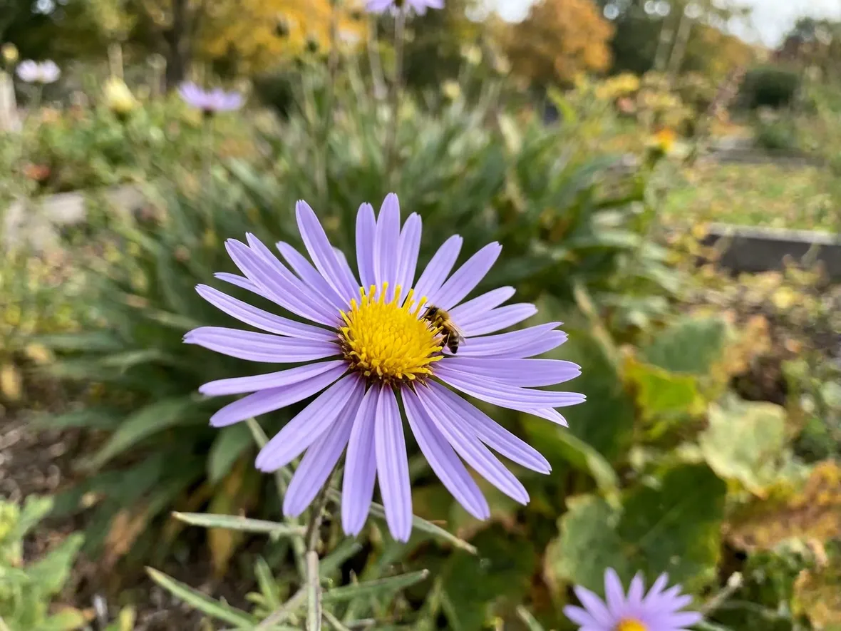Perché gli aster autunnali fioriscono proprio ora