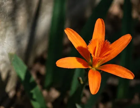astromeria arancio