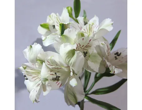 astromeria bianche-1