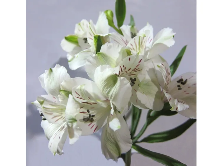 astromeria bianche-1