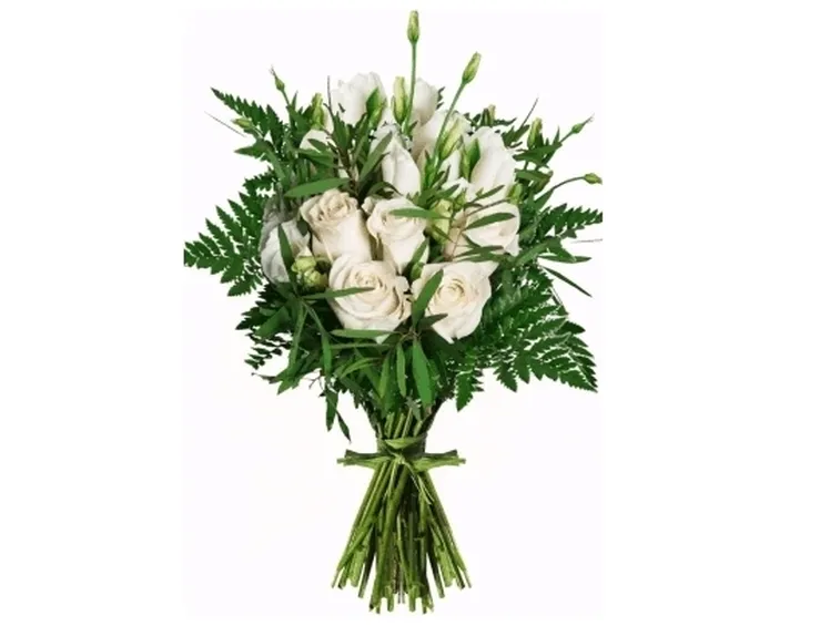 astromeria bianche