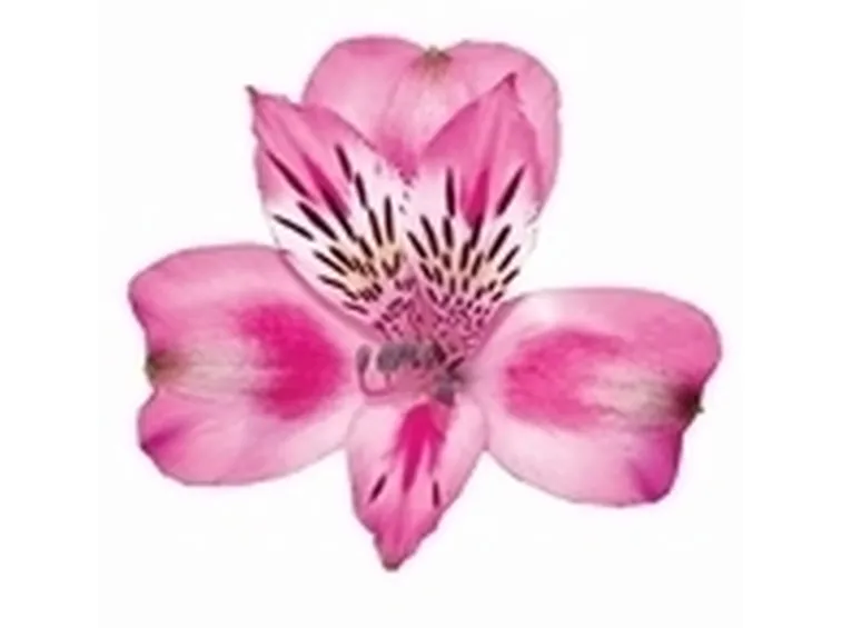 astromeria rosa-1