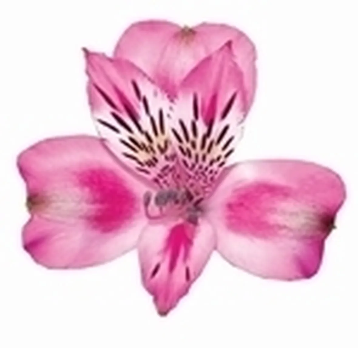 astromeria rosa-1