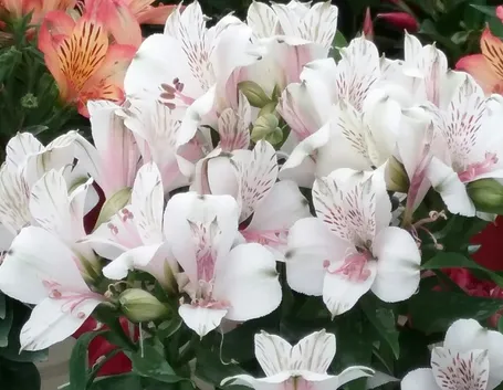 astromeria rosa