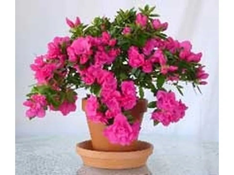 azalea rosa-1