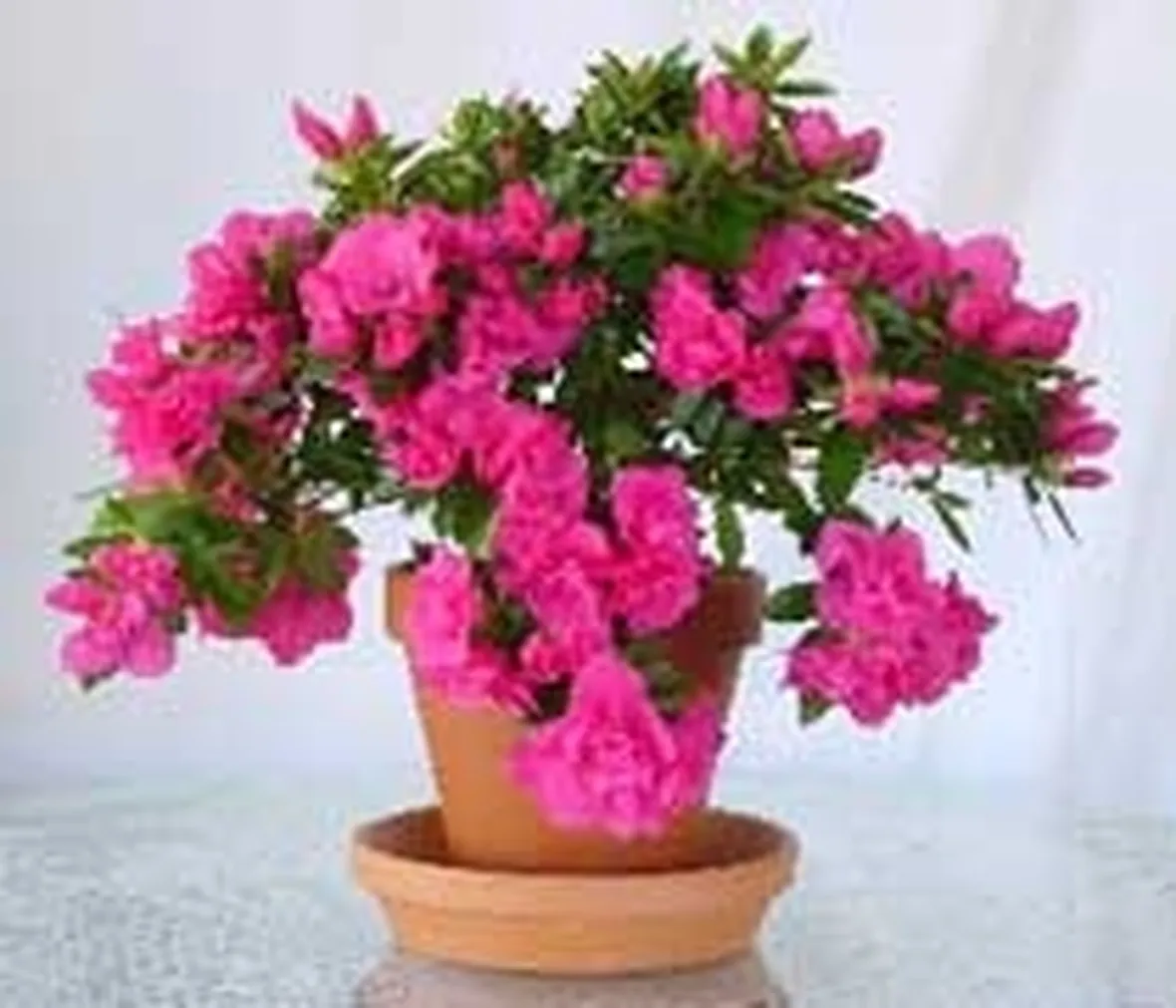 azalea rosa-1