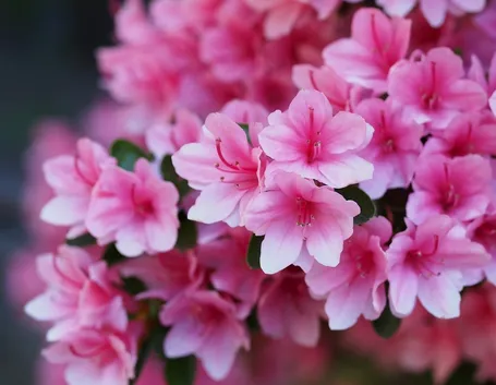 azalea rosa