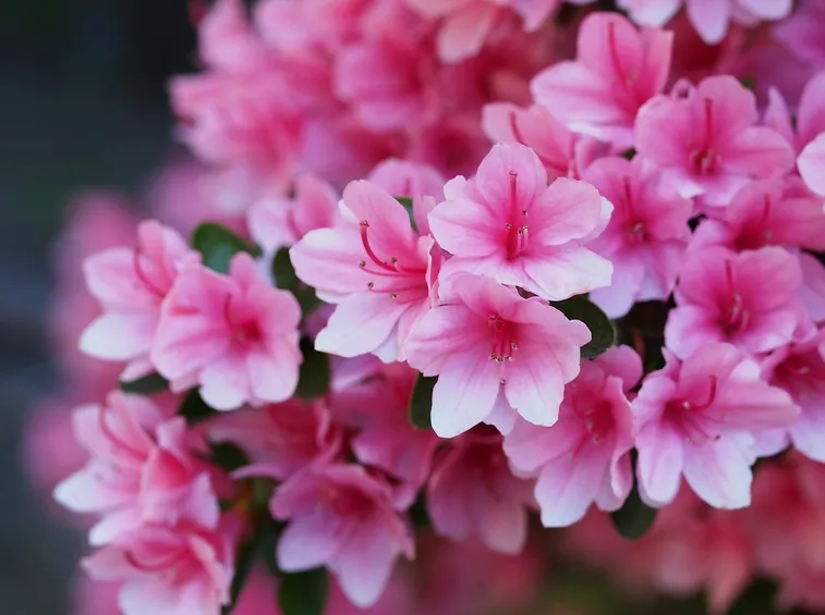 azalea rosa