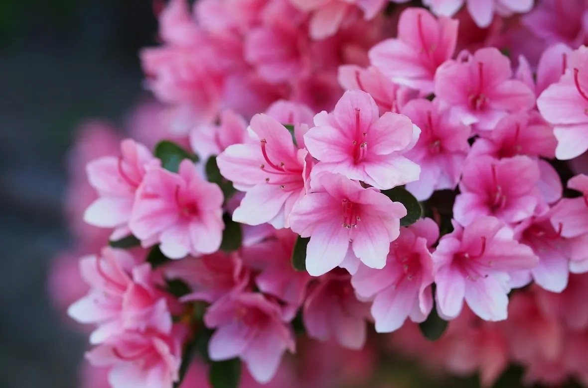 azalea rosa