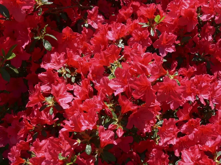 azalea rossa-1
