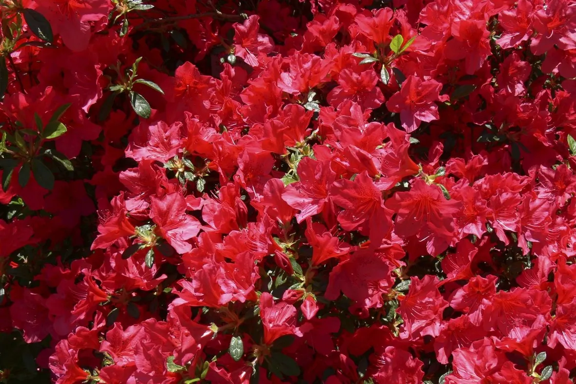 azalea rossa-1
