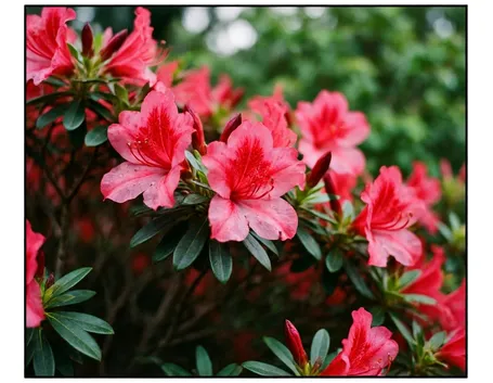 azalea rossa