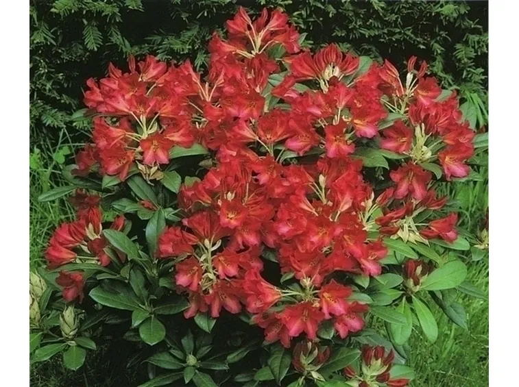 azalea rossa