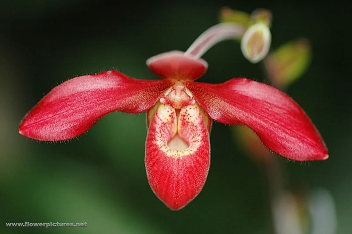 bouquet colorato fiori misti