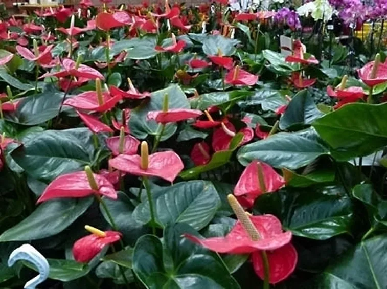 bouquet di anthurium-1