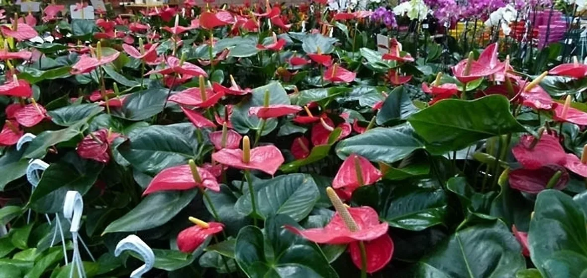 bouquet di anthurium-1