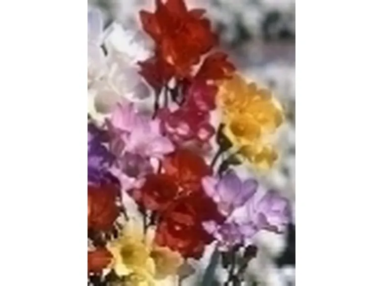 Come creare un bouquet di fresie gialle
