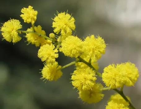 bouquet di mimosa-2