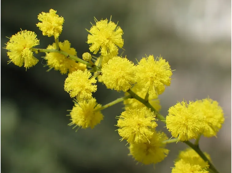 bouquet di mimosa-2