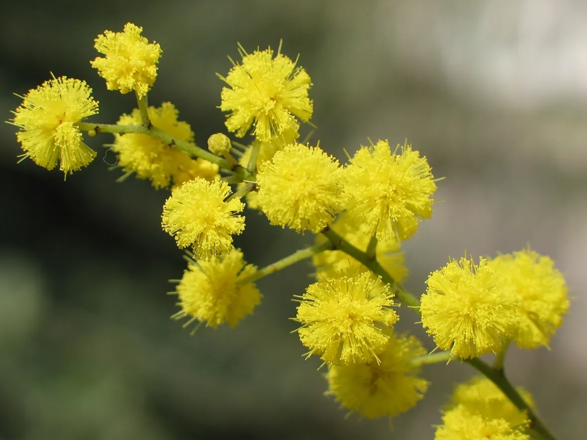 bouquet di mimosa-2