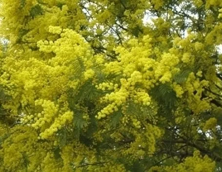 bouquet di mimosa-3