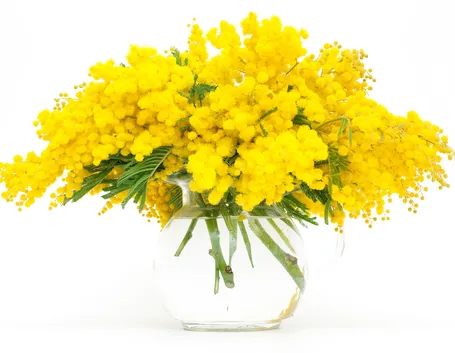 bouquet di mimosa
