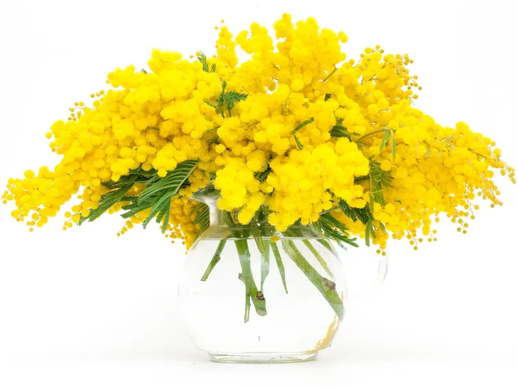 bouquet di mimosa