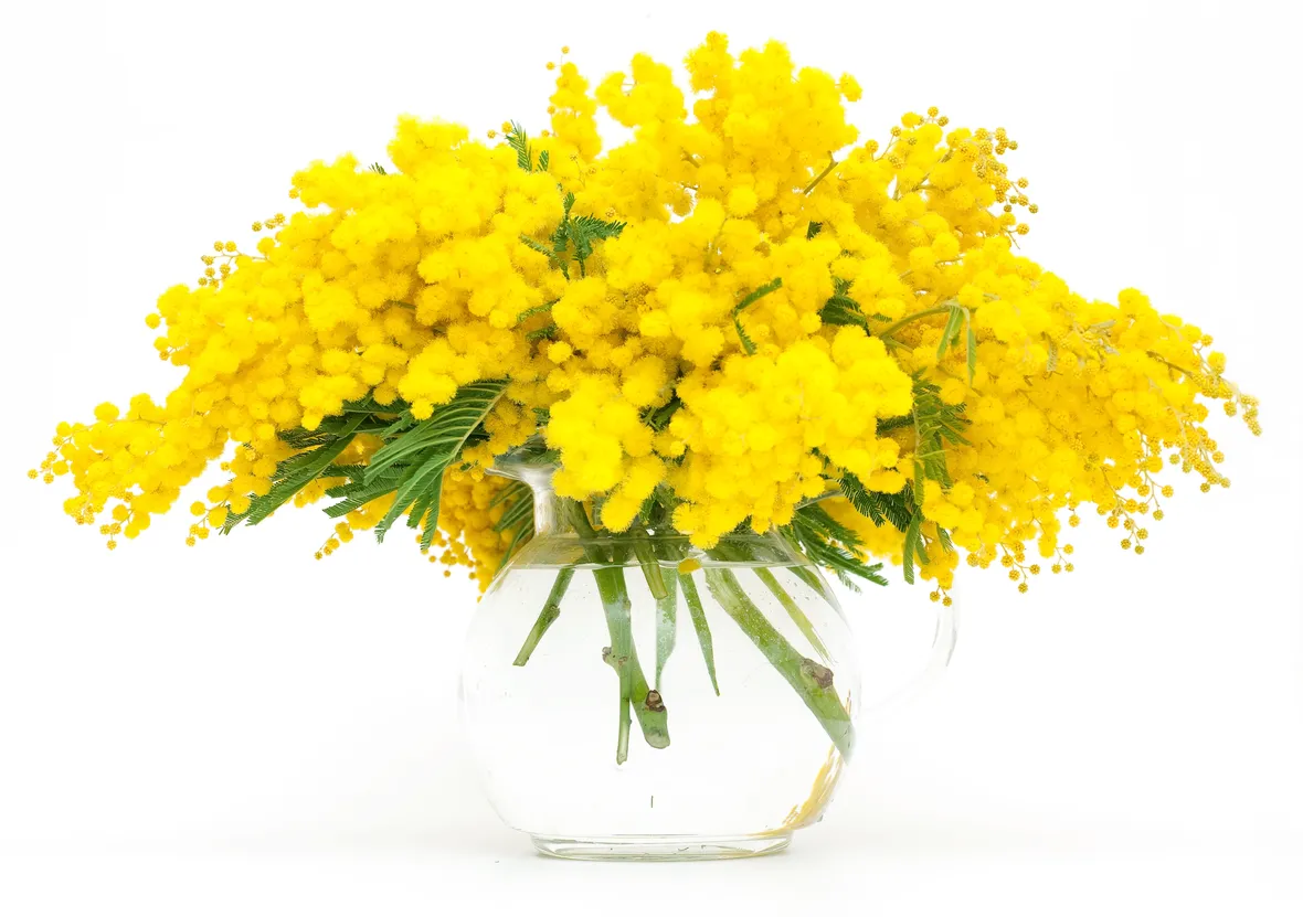 bouquet di mimosa