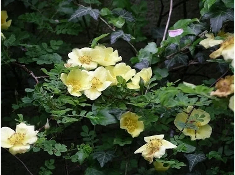 bouquet di roselline-1