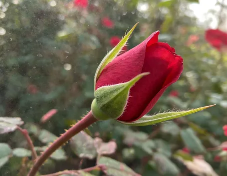 bouquet di roselline rosse