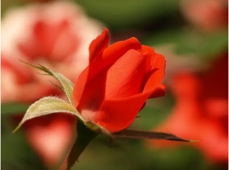 bouquet di roselline rosse