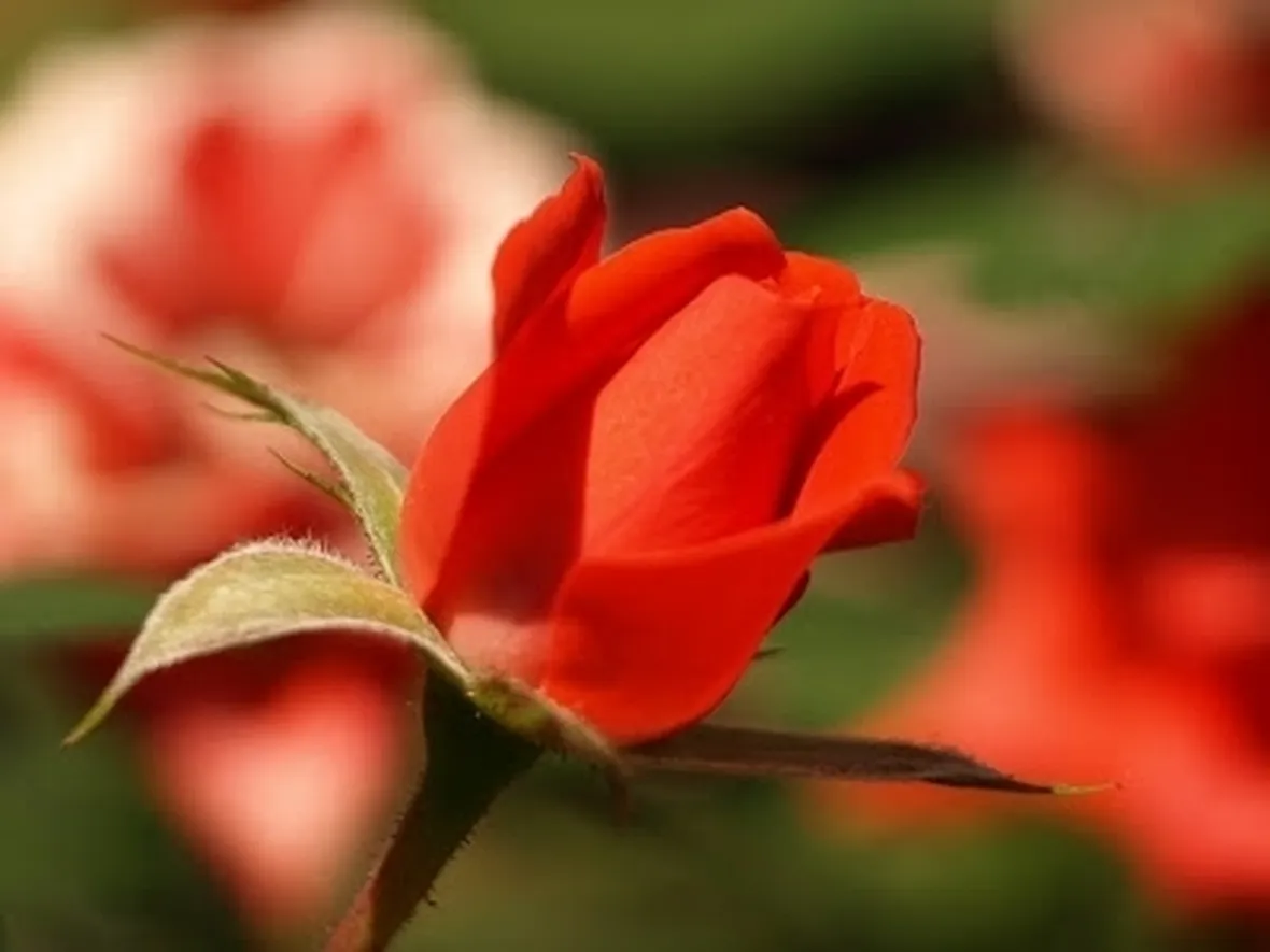 bouquet di roselline rosse