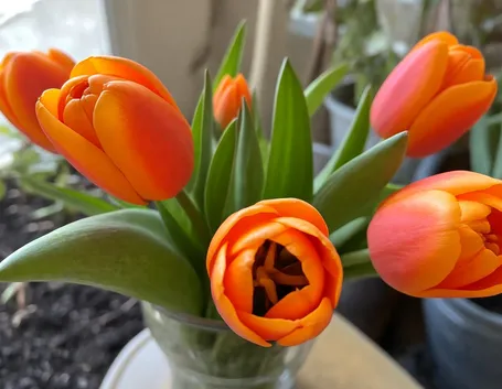 bouquet di tulipani arancio