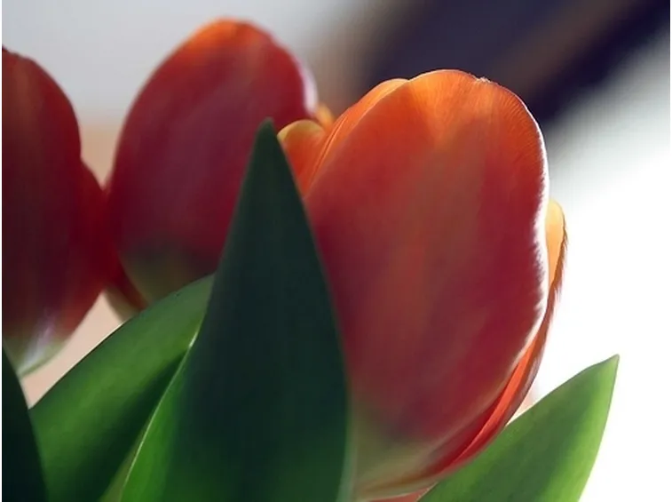 bouquet di tulipani arancio