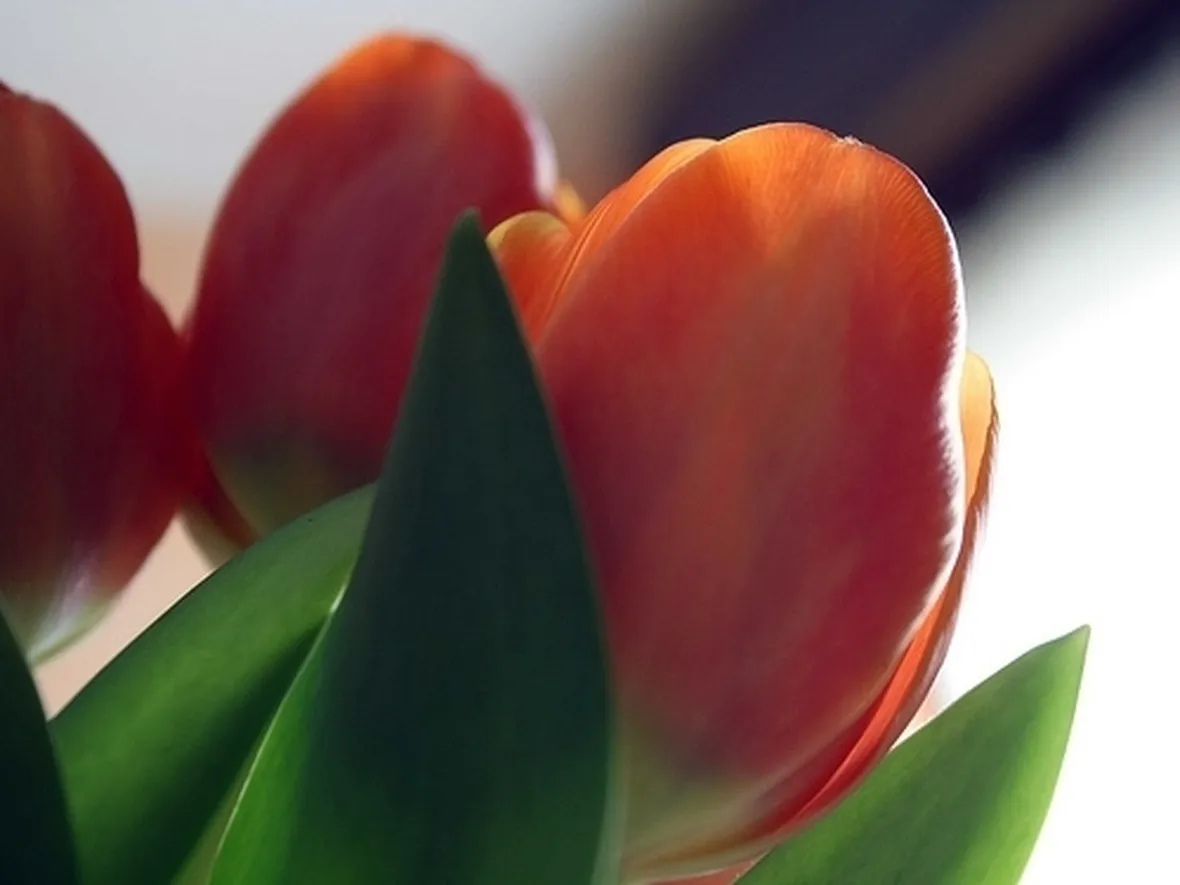 bouquet di tulipani arancio