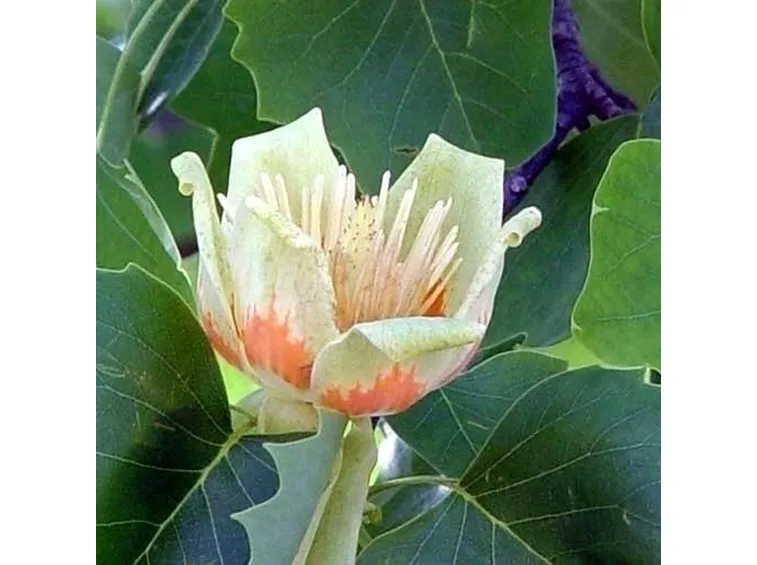 Il bellissimo bouquet di tulipani gialli