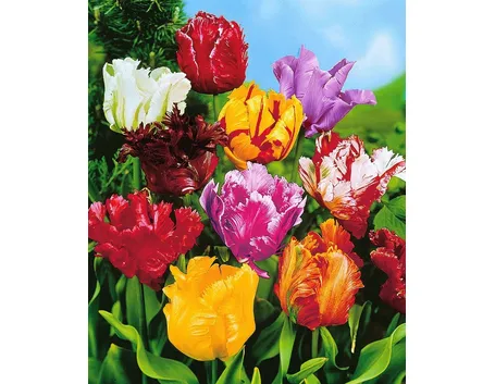 bouquet di tulipani misti