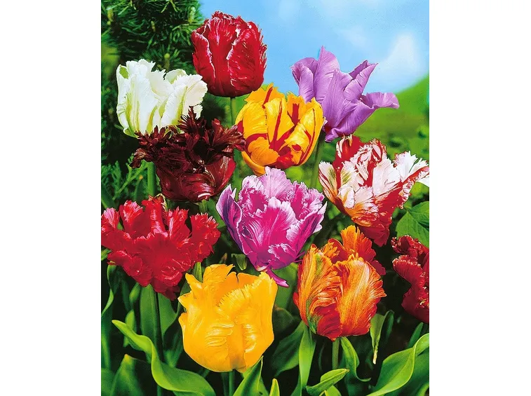 bouquet di tulipani misti