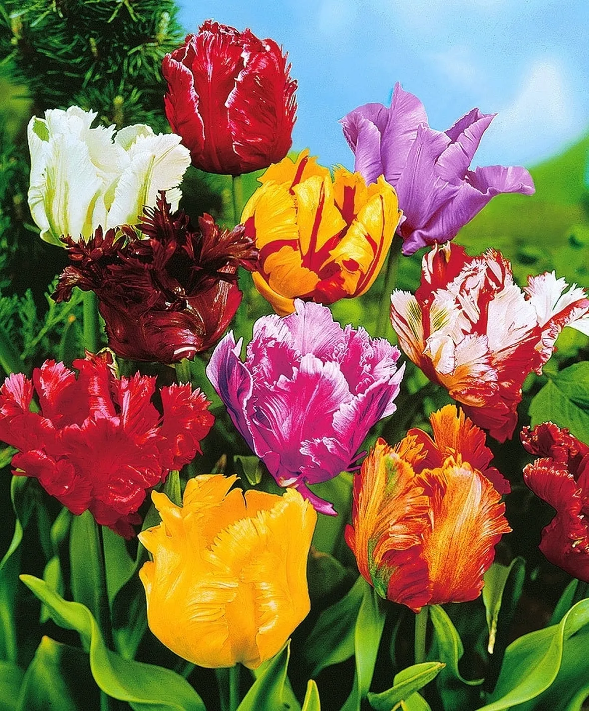 bouquet di tulipani misti