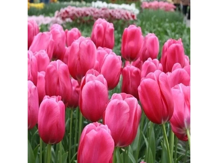 bouquet di tulipani rosa-1