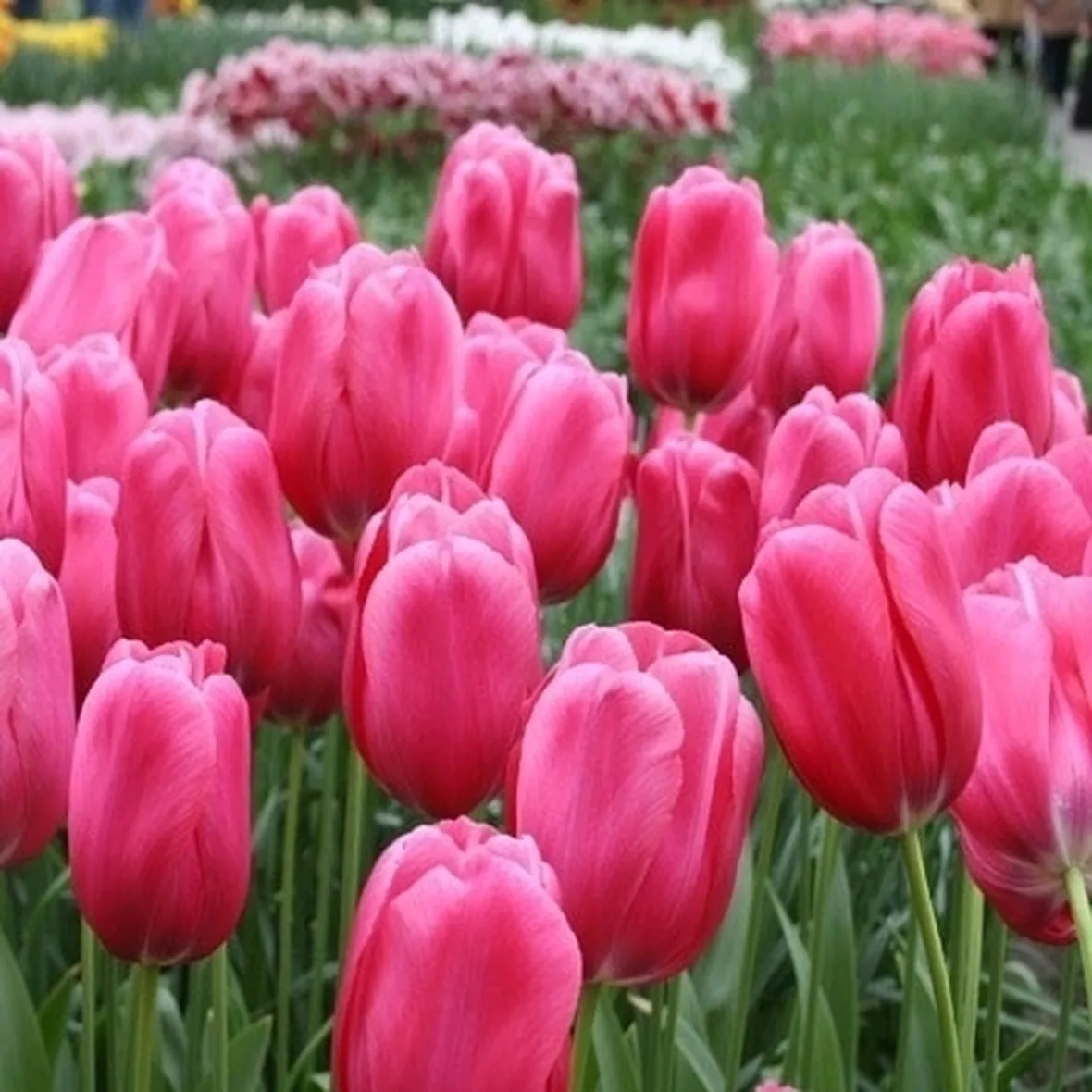 bouquet di tulipani rosa-1