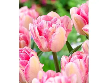 bouquet di tulipani rosa