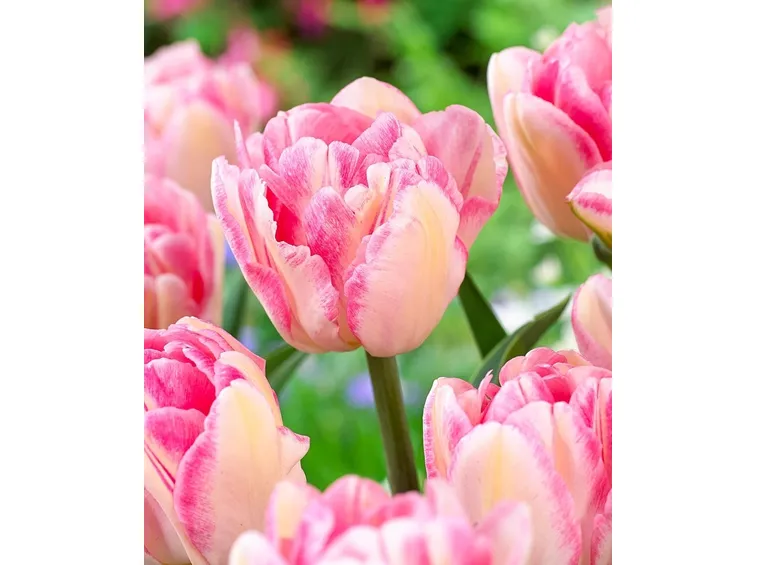bouquet di tulipani rosa