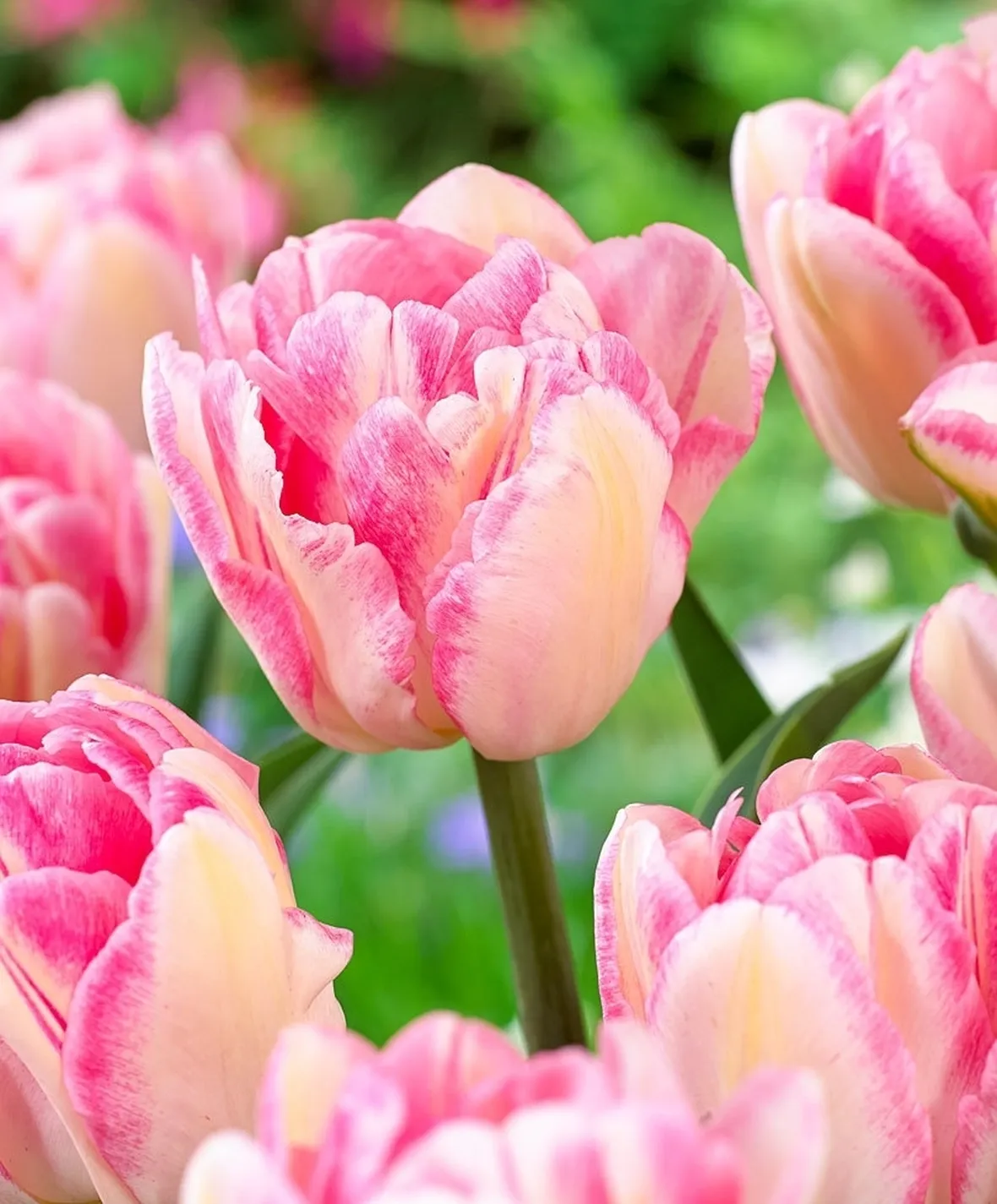 bouquet di tulipani rosa