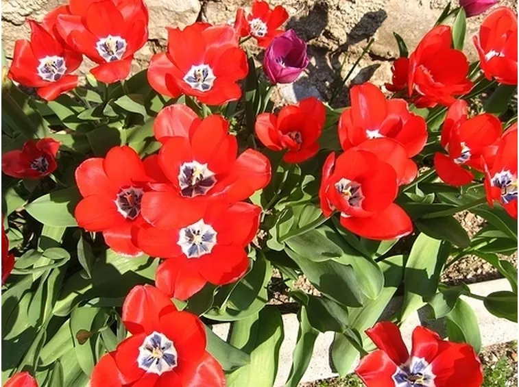 bouquet di tulipani rossi e gialli-1